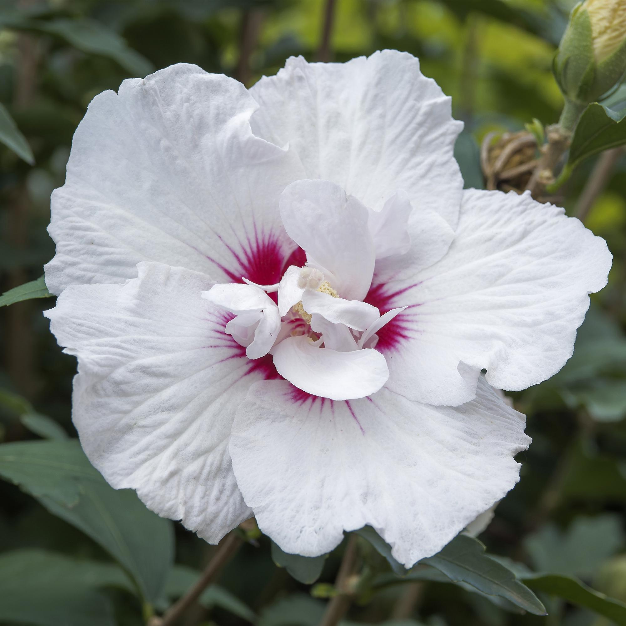 Hibiscus syriacus Starburst Chiffon® - Stamm-Pflanze - Terrassenpflanze - Laubabwerfend - Wenig Pflege - Topf 19cm Höhe 90cm