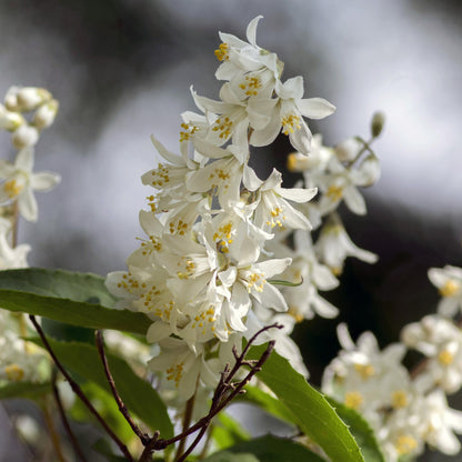 Deutzia Gracilis - Blüte Weiß - 1 Pflanze - Laubabwerfend - Wenig Pflege - Topf 17cm Höhe 45cm