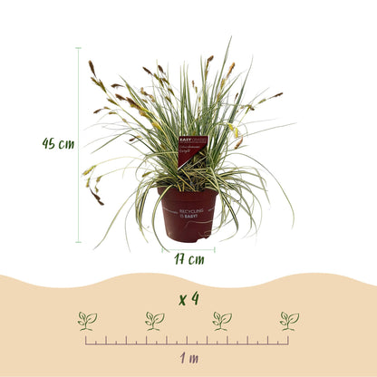 Gelbgrüne Gartensegge Evergold - Gelb &amp; Grün - 4 Pflanzen - Immergrün - Wenig Pflege - Topf 17cm Höhe 50cm