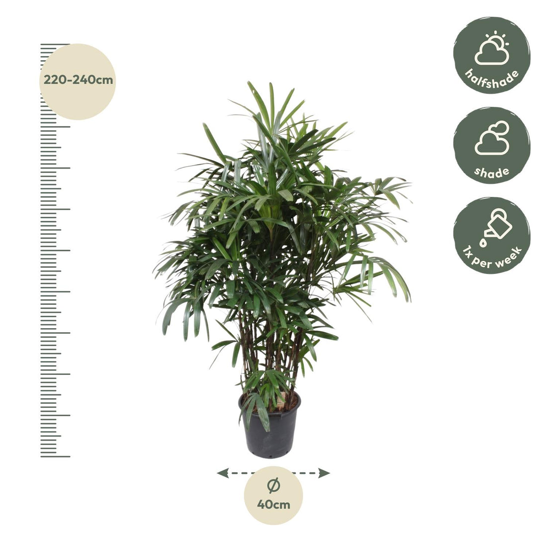 Rhapis excelsa Damenpalme 190 cm | Exklusive Premium-Palme im Ø40 cm Topf – Robust & Luftreinigend