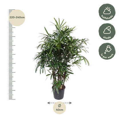Rhapis excelsa Damenpalme 190 cm | Exklusive Premium-Palme im Ø40 cm Topf – Robust &amp; Luftreinigend
