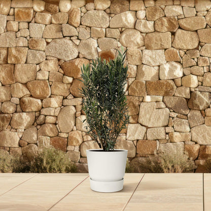 Oleander Hecke – Nerium Oleander – Immergrün &amp; Mediterran – Für dichte, blühende Hecken