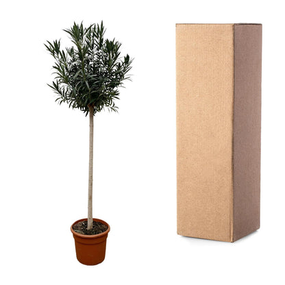Oleander Hochstamm – Nerium Oleander – ca. 170 cm – Ø40 cm Topf – Immergrün &amp; Mediterran
