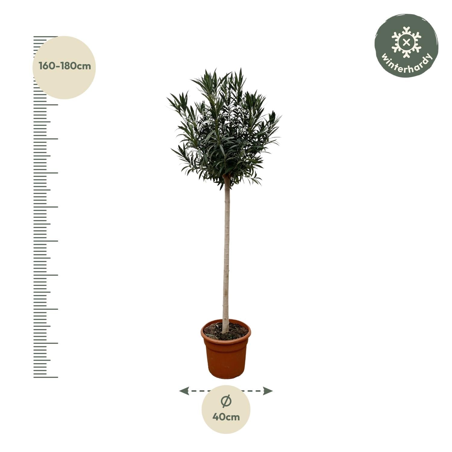Oleander Hochstamm – Nerium Oleander – ca. 170 cm – Ø40 cm Topf – Immergrün &amp; Mediterran