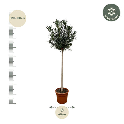Oleander Hochstamm – Nerium Oleander – ca. 170 cm – Ø40 cm Topf – Immergrün &amp; Mediterran