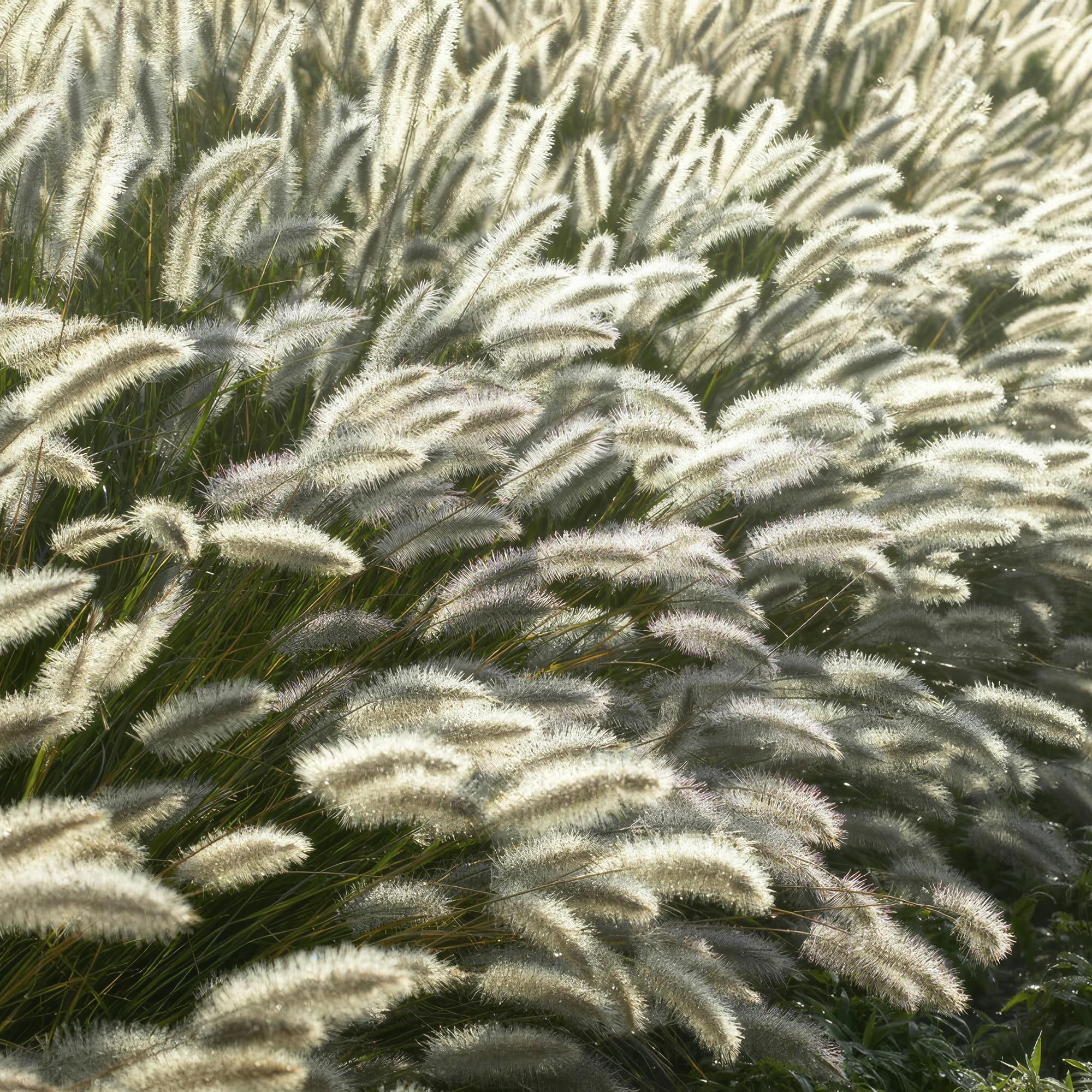 24x Pennisetum alopecuroides ‘Hameln’ – Lampenputzergras für Beete &amp; Kübel – Höhe 10–25 cm – Ø 9 cm