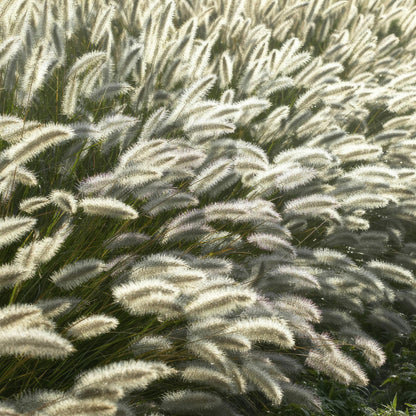 24x Pennisetum alopecuroides ‘Hameln’ – Lampenputzergras für Beete &amp; Kübel – Höhe 10–25 cm – Ø 9 cm