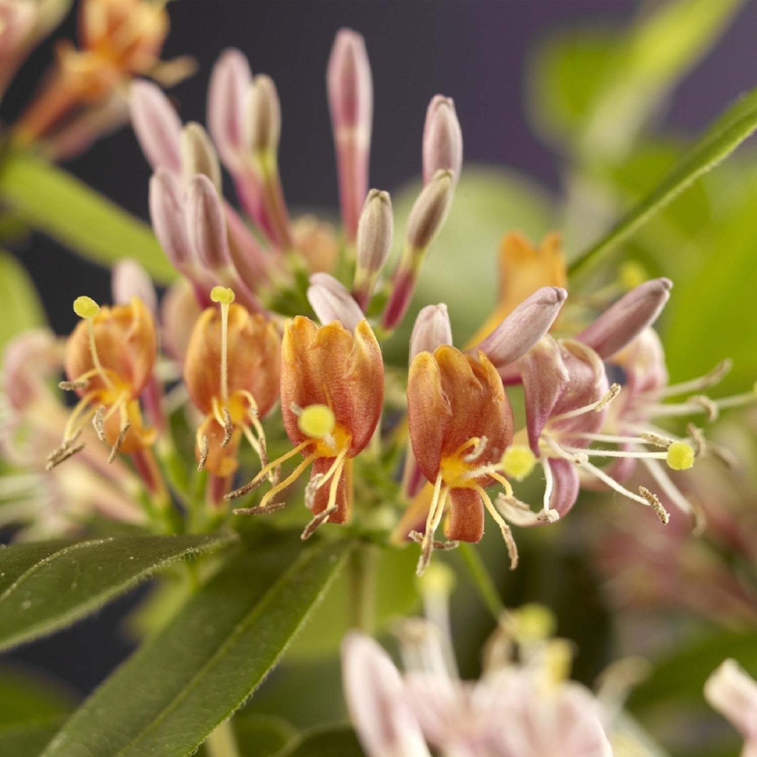 Geißblatt - Lonicera henryi - Blüte Rosa - Wenig Pflege - 2 Pflanzen - Topf 11cm Höhe 40cm