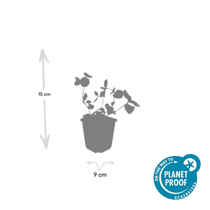 Vinca major – 24 Pflanzen Ø 9 cm – Großes Immergrün | Robuster, winterharter Bodendecker mit violett-blauen Blüten