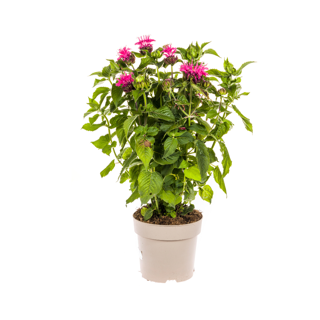 Indianernessel Monarda Didyma Pink Ø19cm - ↕45 - 60cm