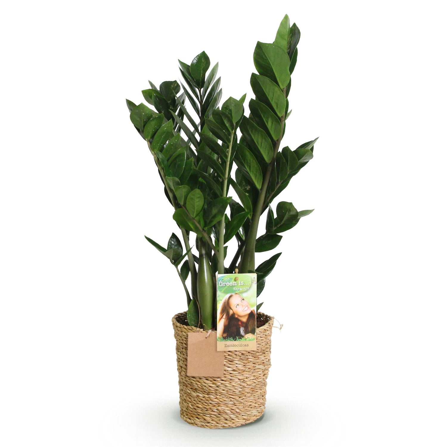 Zamioculcas mit Korb in verschiedenen Größen