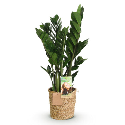 Zamioculcas mit Korb in verschiedenen Größen