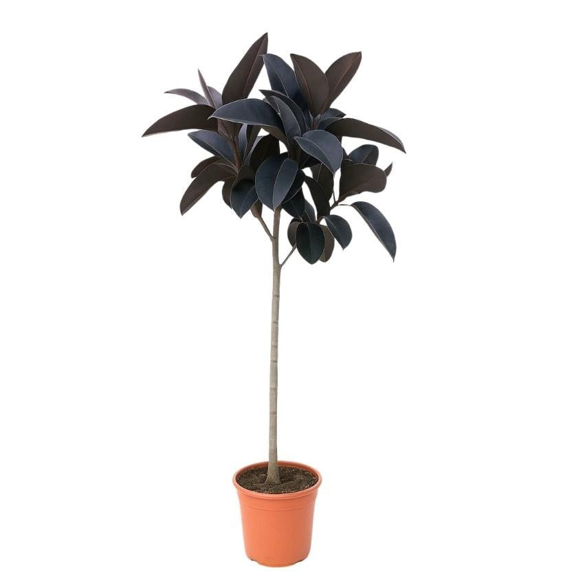 Ficus Elastica Abidjan - 130 cm