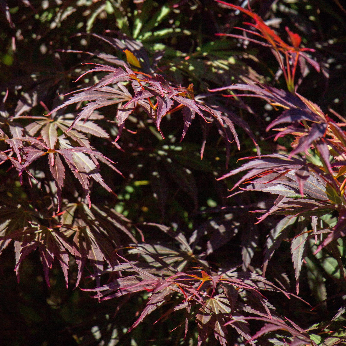 Japanischer Ahorn - Acer palmatum Trompenburg - Dunkel Lila - 1 Pflanze - Laubabwerfend - Topf 19cm Höhe 70cm