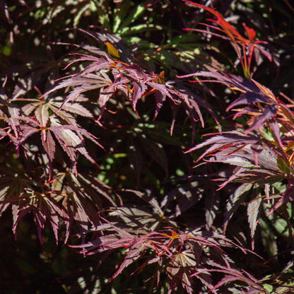 Japanischer Ahorn - Acer palmatum Trompenburg - Dunkel Lila - 1 Pflanze - Laubabwerfend - Topf 19cm Höhe 70cm