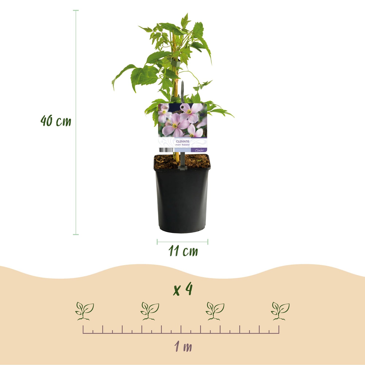 Kletterpflanzen Rainbow - Clematis montana Rubens Hedera helix lonicera Goldflame Campsis madame Galen - Ganzjährig Farbe - 4 Pflanzen - Topf 11cm Höhe 40cm