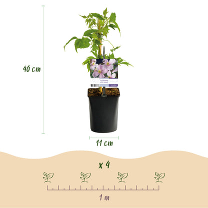 Kletterpflanzen Rainbow - Clematis montana Rubens Hedera helix lonicera Goldflame Campsis madame Galen - Ganzjährig Farbe - 4 Pflanzen - Topf 11cm Höhe 40cm