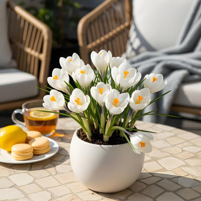 Blumenzwiebeln Crocus White | 30 Stück Weiß – Zwiebelgröße 7/8 – XXL Pack