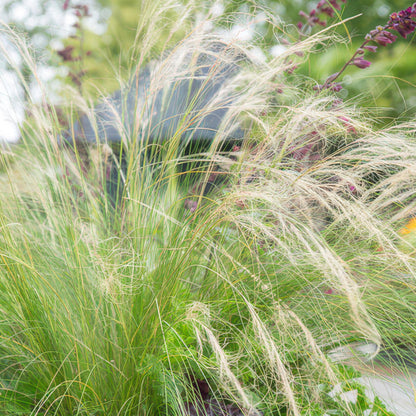 24x Stipa tenuissima ‘Ponytails’ – Mexikanisches Federgras für moderne &amp; naturnahe Beete – Höhe 10–25 cm – Ø 9 cm
