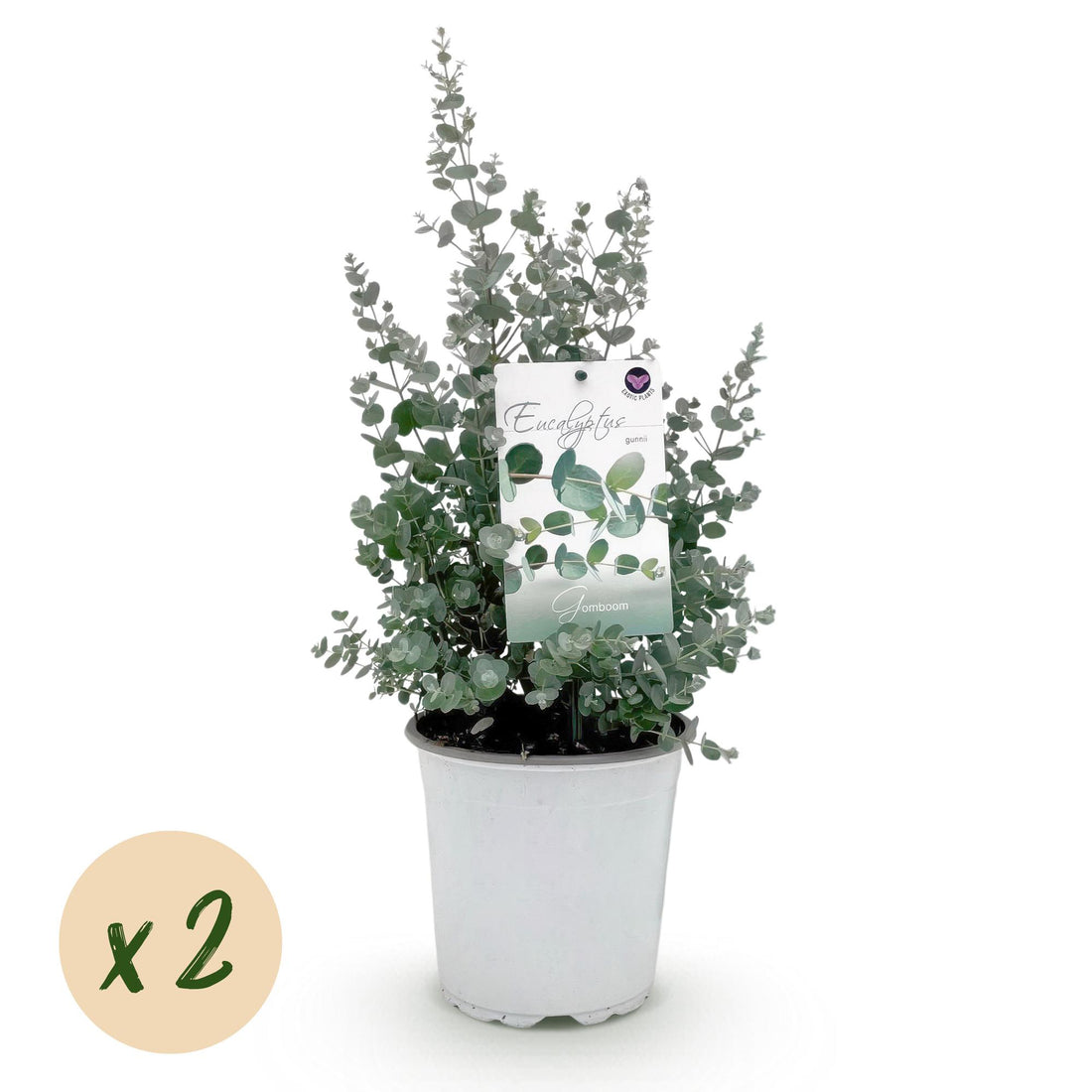 Terrassenpflanze - Eukalyptusbaum - Eucalyptus gunni - Grau - 2 Pflanzen - Winterhart - Topf 17cm Höhe 40cm