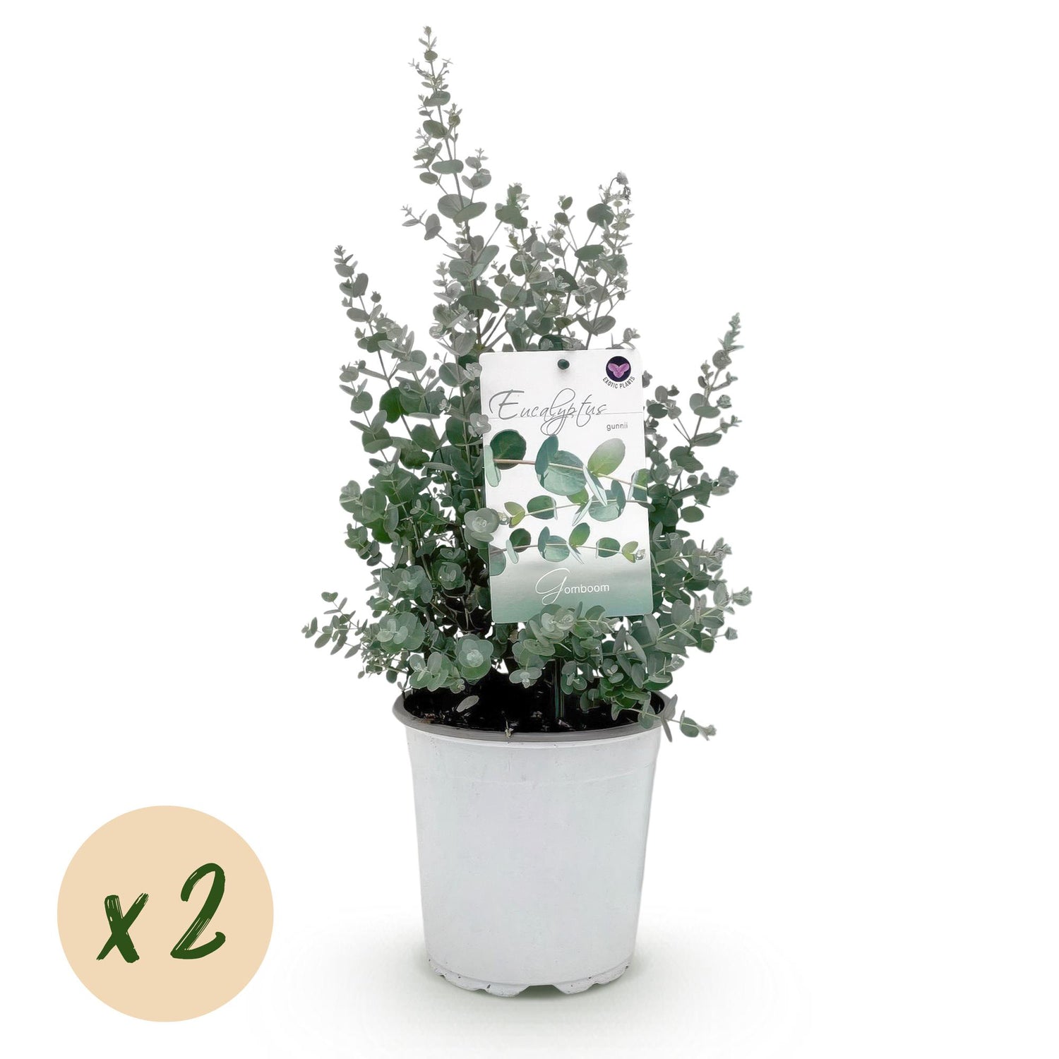 Terrassenpflanze - Eukalyptusbaum - Eucalyptus gunni - Grau - 2 Pflanzen - Winterhart - Topf 17cm Höhe 40cm