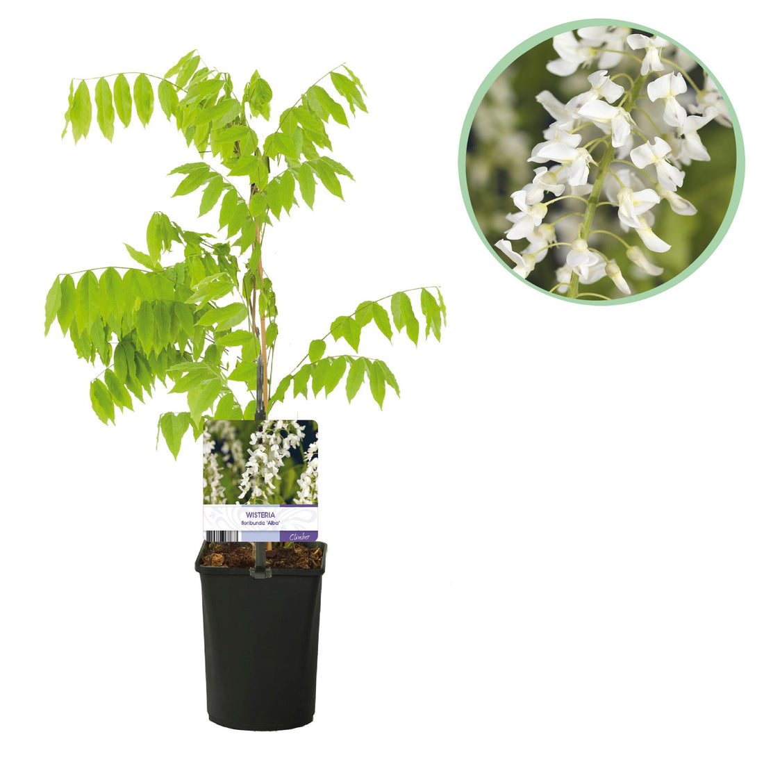Blauregen Wisteria floribunda &
