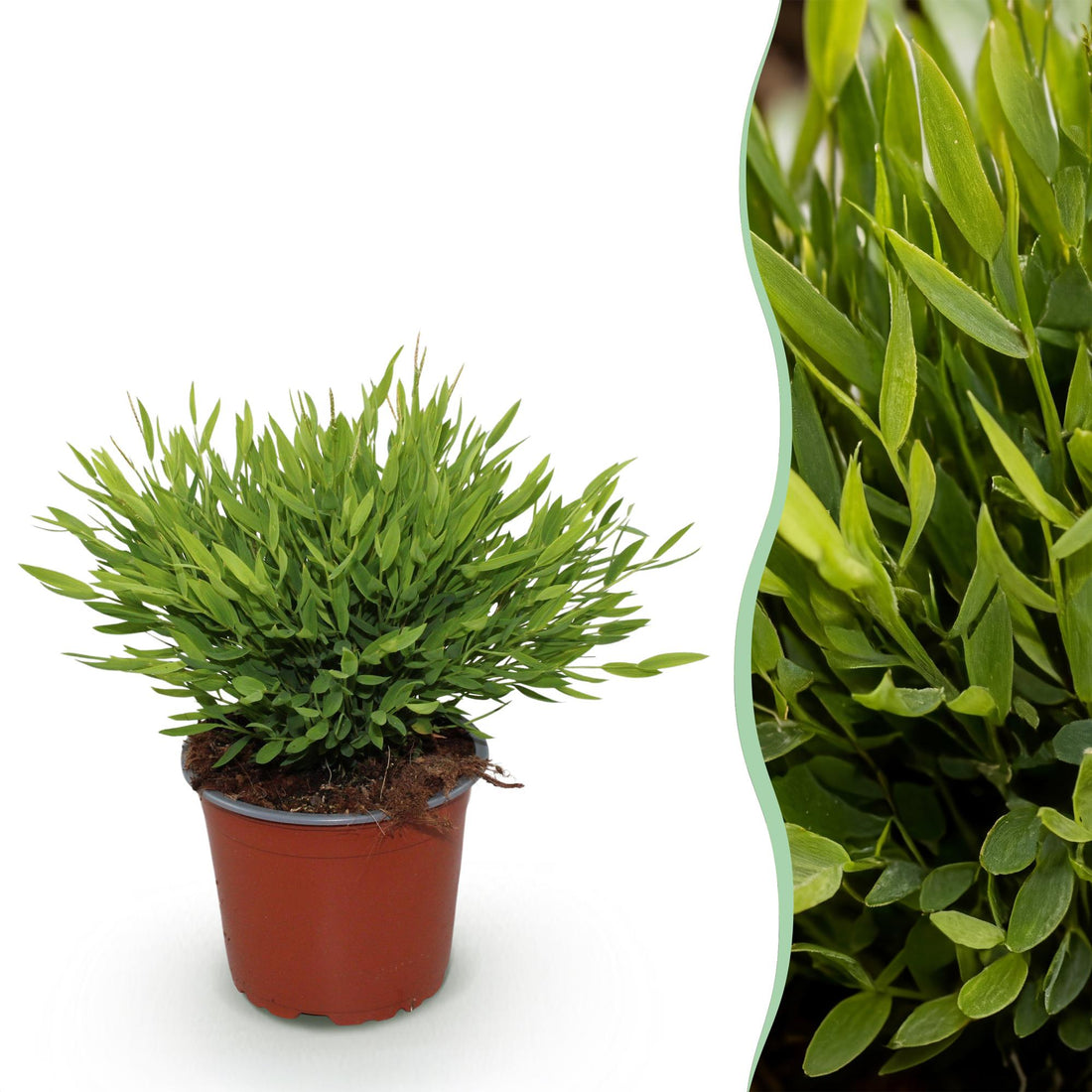 Bamusa Pogonatherum Monica - Bambusgras - 1 Pflanze - Topf 12cm - Höhe 20cm