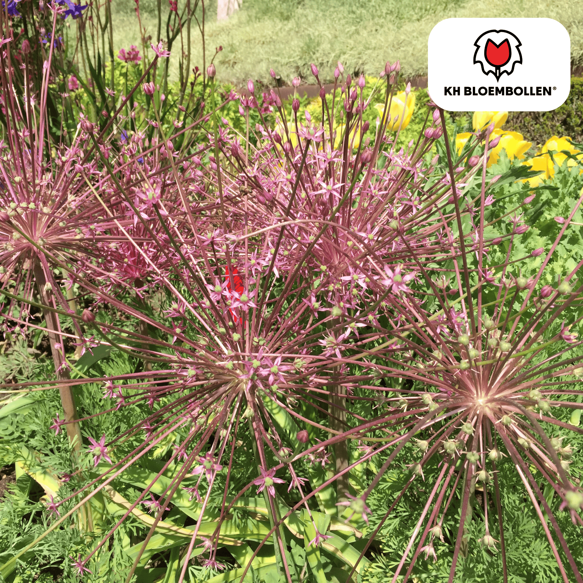 Allium schubertii – 5 Stück | Spektakulärer Zierlauch