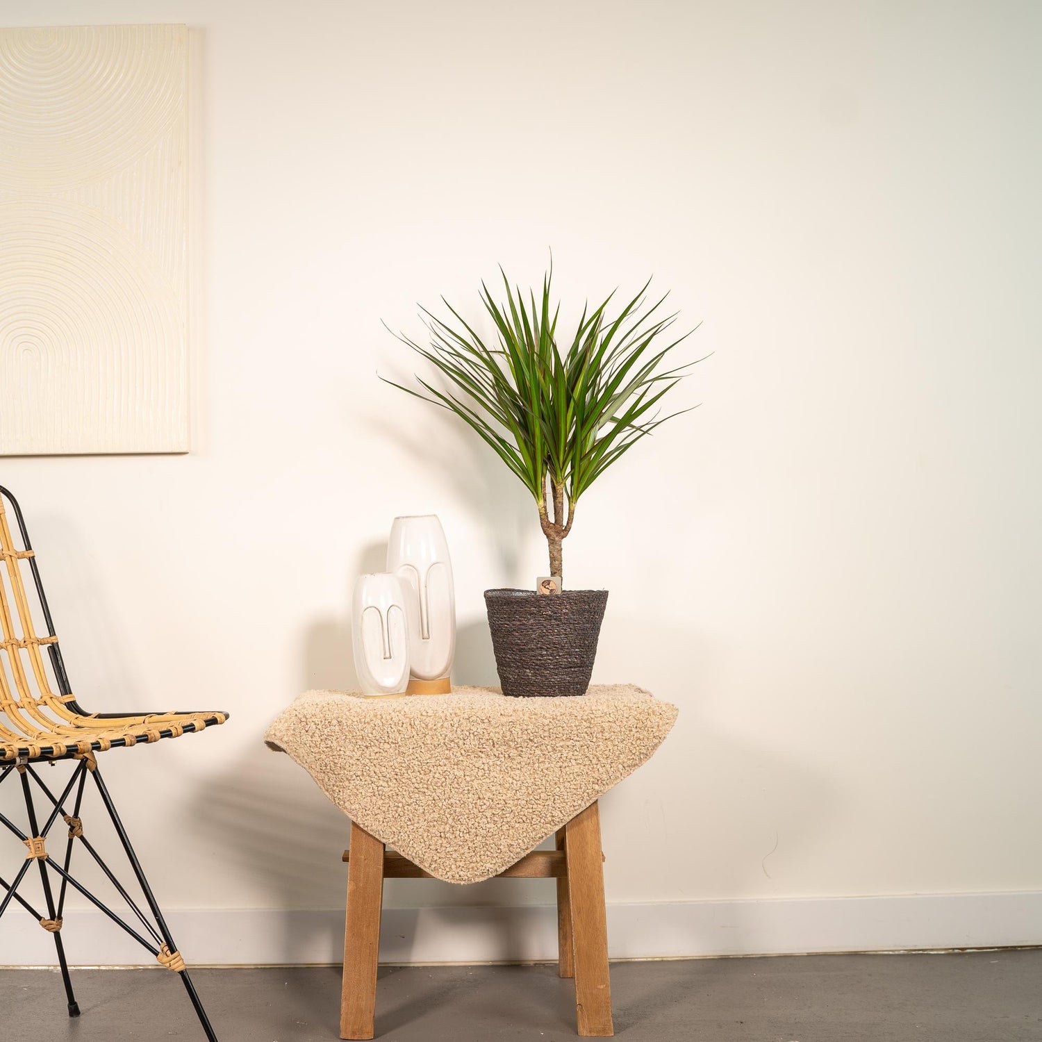 Dracaena Marginata 90 - 220 cm – Pflegeleichter Drachenbaum