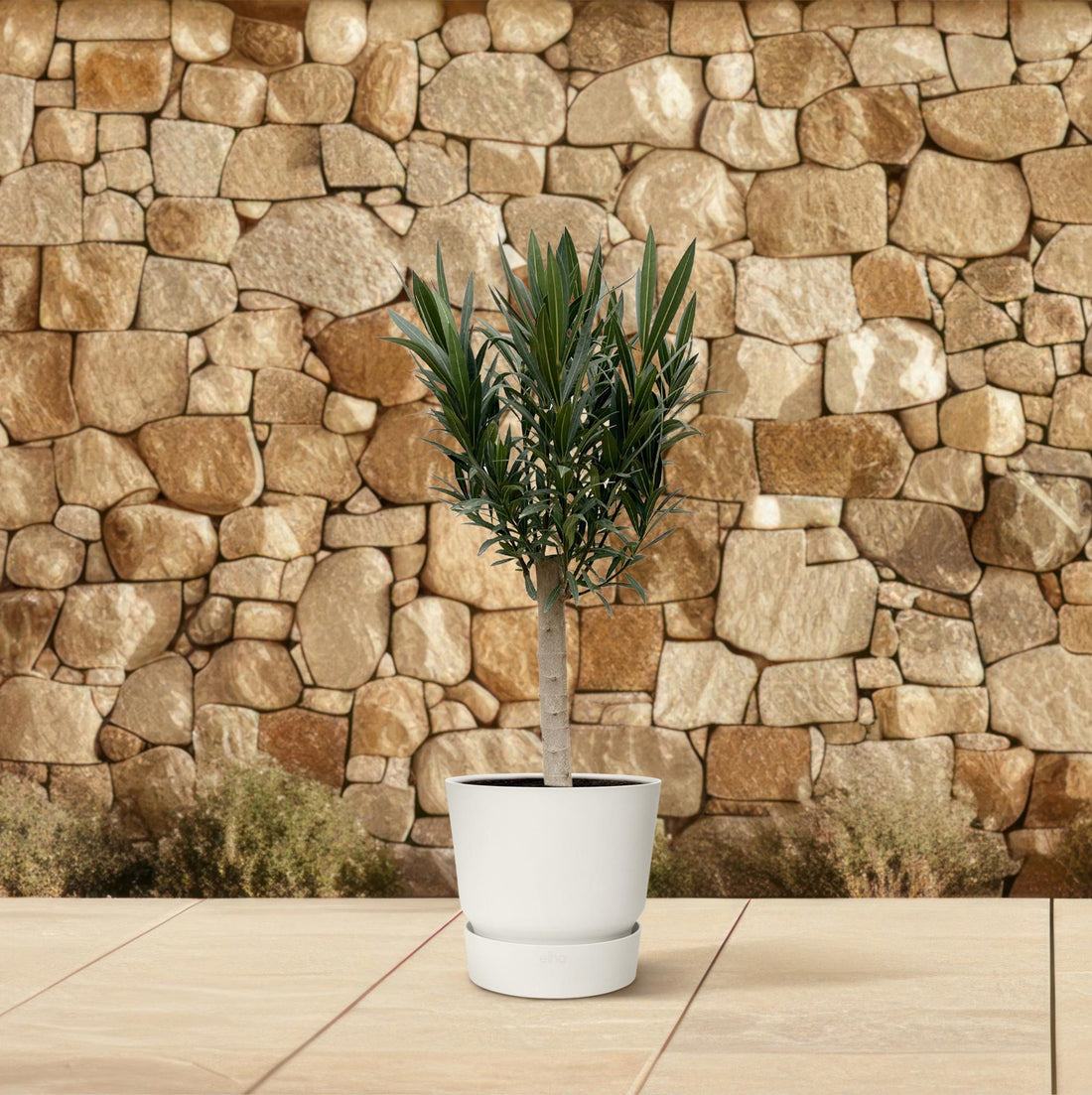 Oleander Hochstamm – Nerium Oleander – ca. 110 cm – Ø22 cm Topf – Immergrün &amp; Mediterran