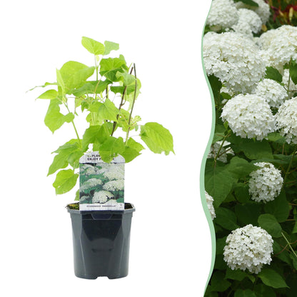 Rispenhortensie-Hydrangea arborescens Annabelle - Blüte Weiß - 1 Pflanze - Laubabwerfend - Große Blüten - Topf 17cm Höhe 50cm