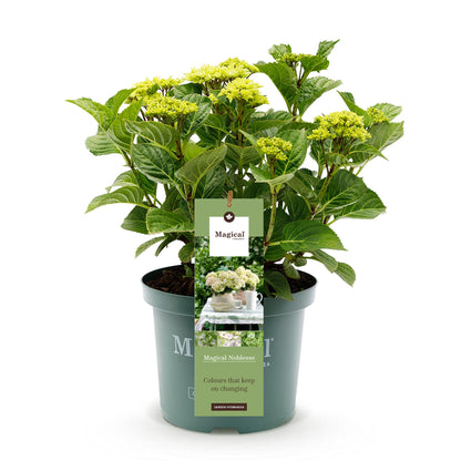 Hortensie - Hydrangea Magical Nobless - Weiß - 6-10 Blüten - Topf 23cm Höhe 55cm