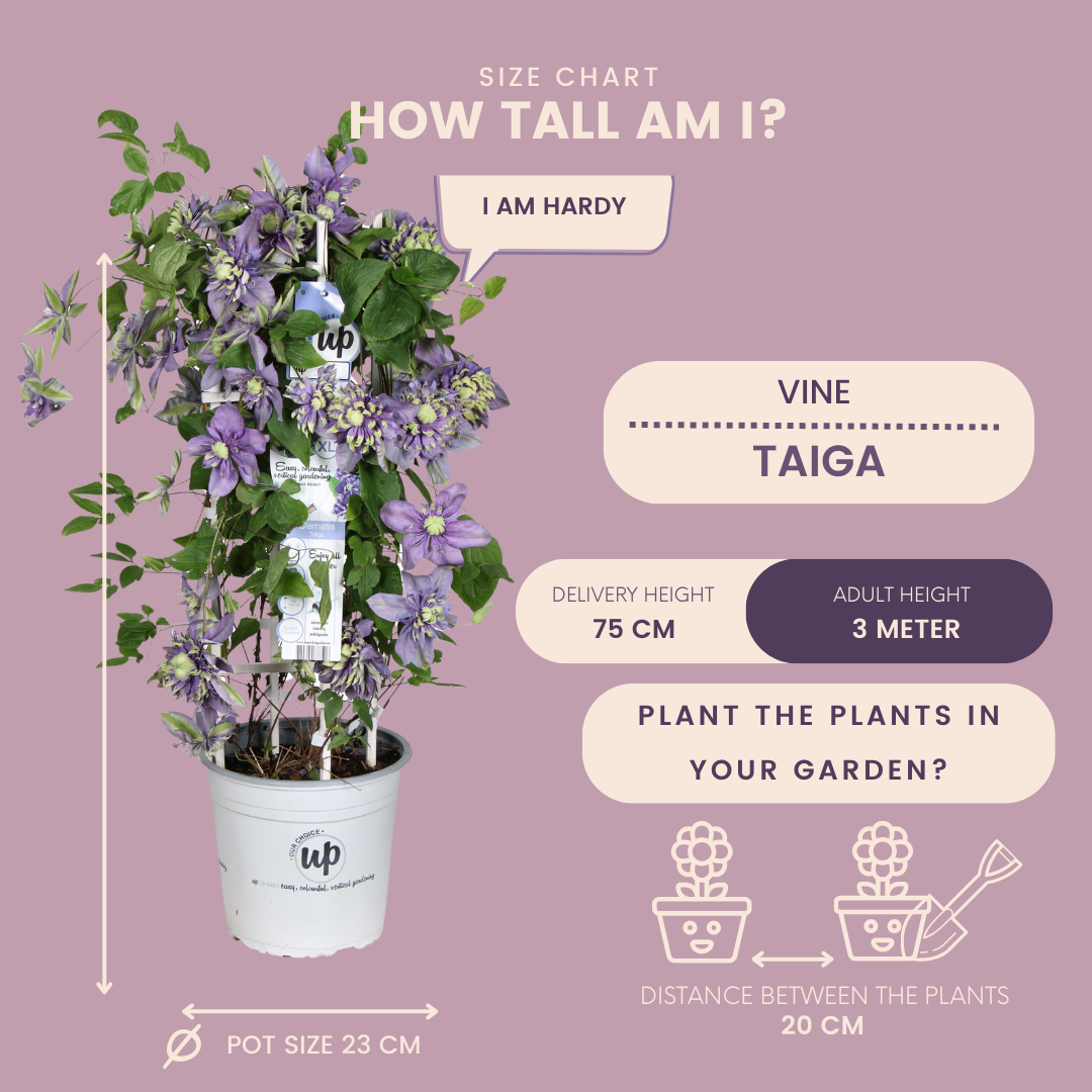 Waldrebe – Clematis &