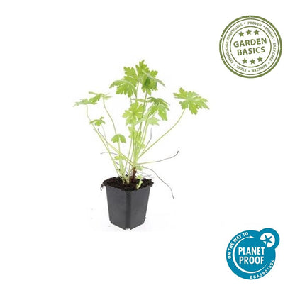 24x Geranium macrorrhizum – Immergrüner Bodendecker für Garten &amp; Hang