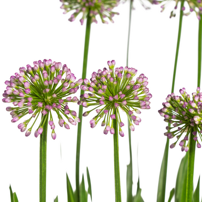 Allium ‘Millenium’ – Zierlauch im Ø19 cm Topf | Bienenfreundlich &amp; pflegeleicht
