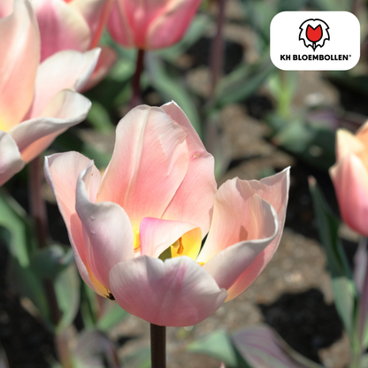 Tulpenzwiebeln Apricot Delight | 20 Stück