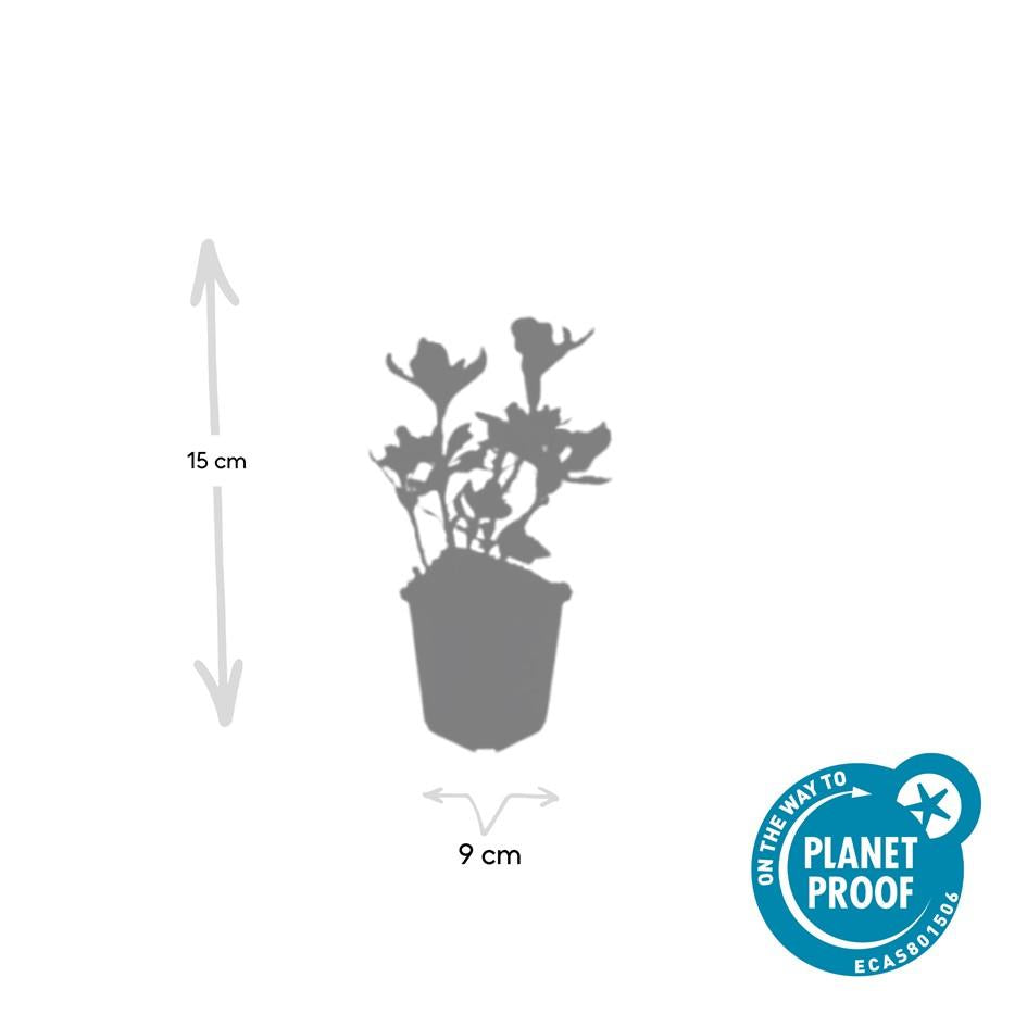 Pachysandra terminalis &