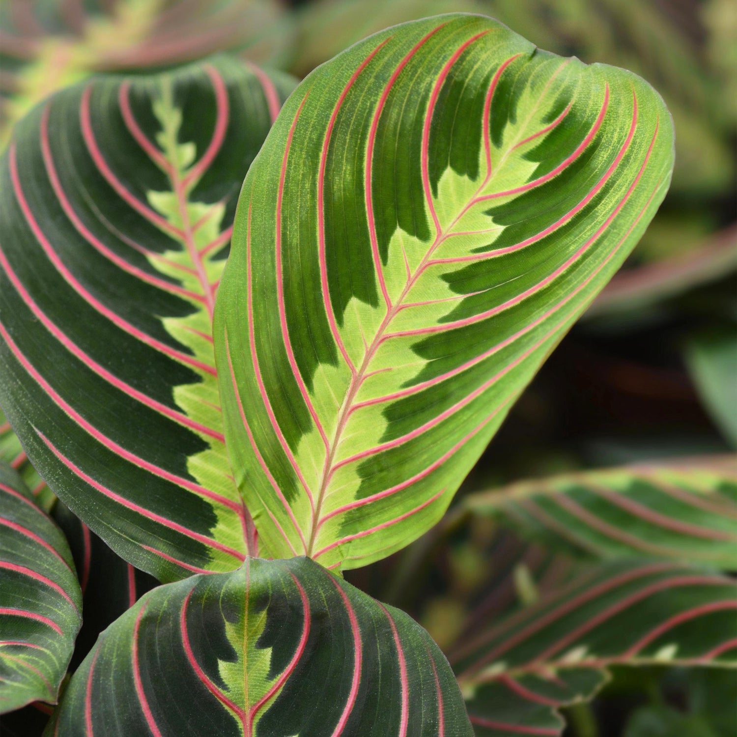 Maranta Fascinator Tricolour - Gebetsblatt - Haustierfreundliche Pflanze - Grün - 1 Pflanze - Topf 12cm - Höhe 25cm