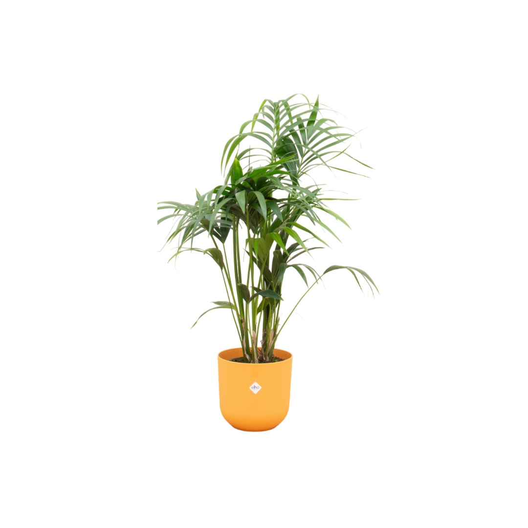 Kentia Palme 130 cm – Elegante Zimmerpalme im Topf