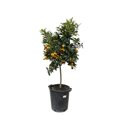 Citrus Kumquat – ca. 150 cm – Ø40 cm Topf – Exotische Zitruspflanze mit essbaren Früchten