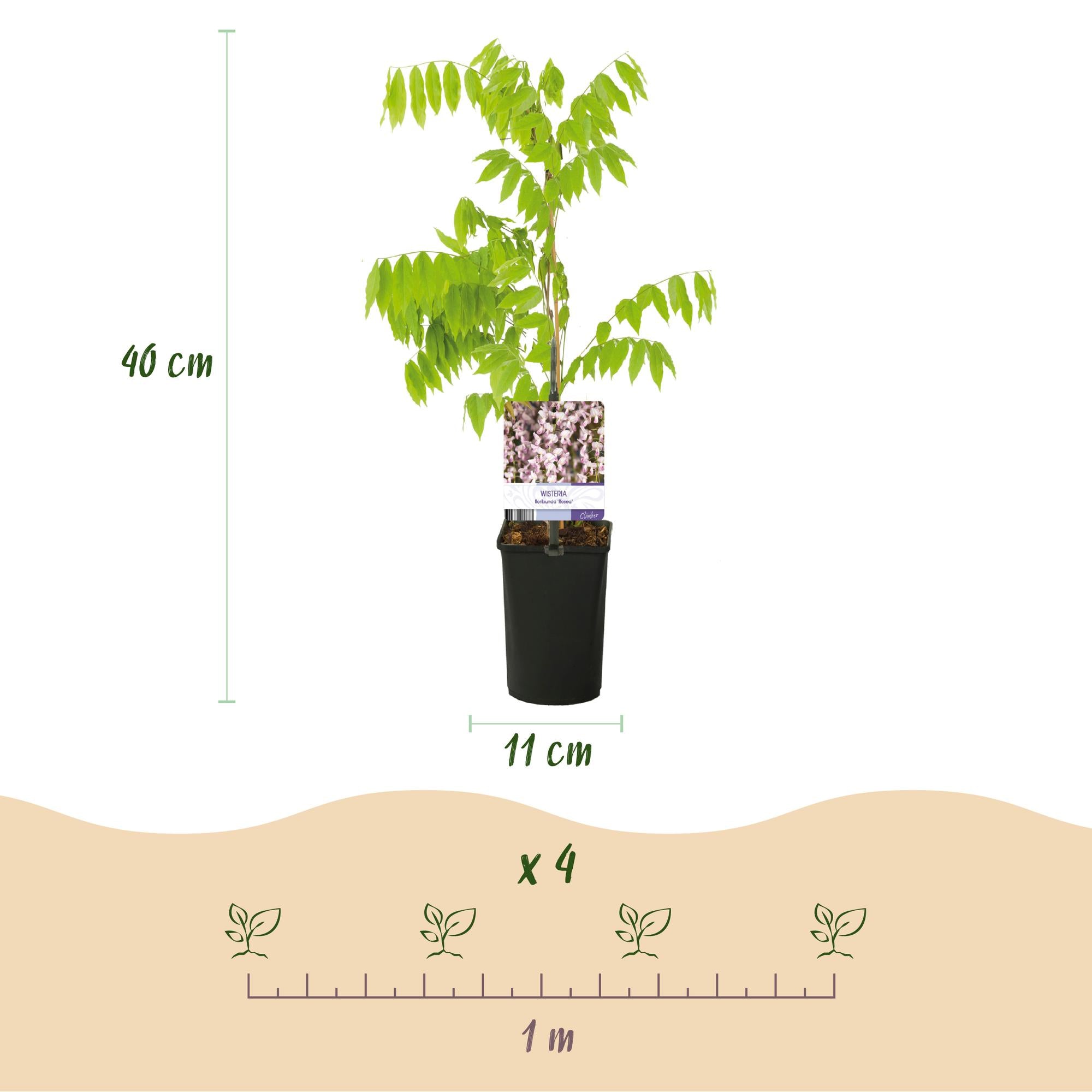 Blauregen Wisteria floribunda &