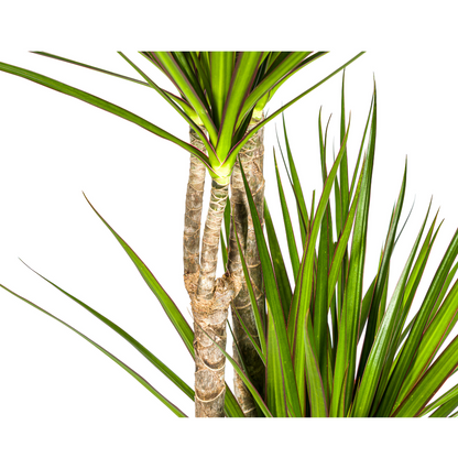Dracaena Marginata ‘Green’ Ø27, 170–190 cm
