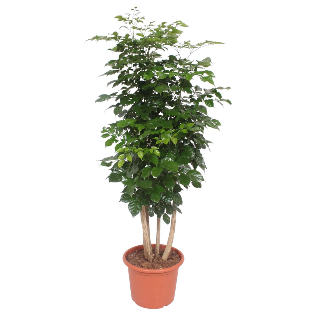 Radermachera hainanensis – 190 cm | Tropischer Blickfang für dein Zuhause