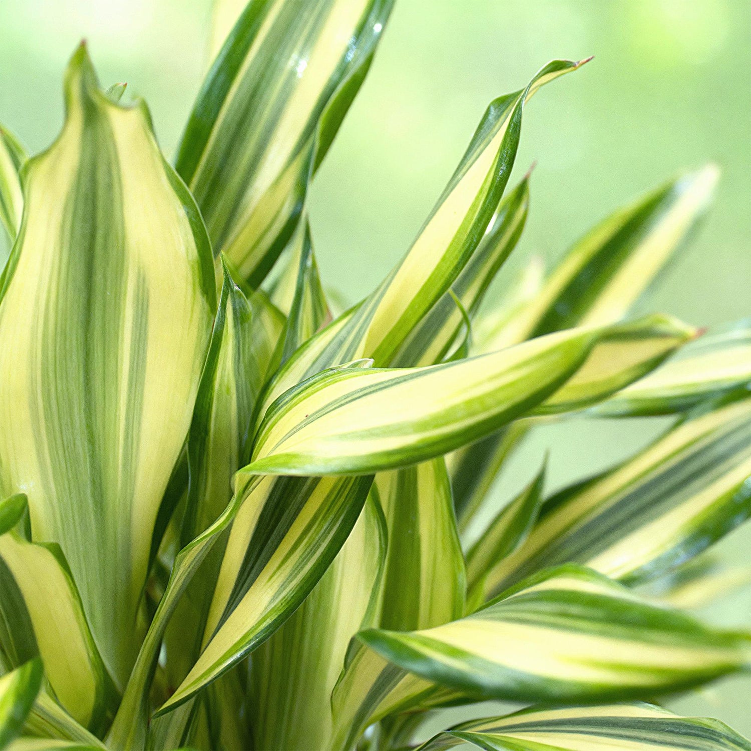 Dracaena fragrans Diamond Dream - Drachenbaum mit Korb - Höhe 50-55cm