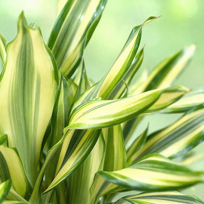 Dracaena fragrans Diamond Dream - Drachenbaum mit Korb - Höhe 50-55cm