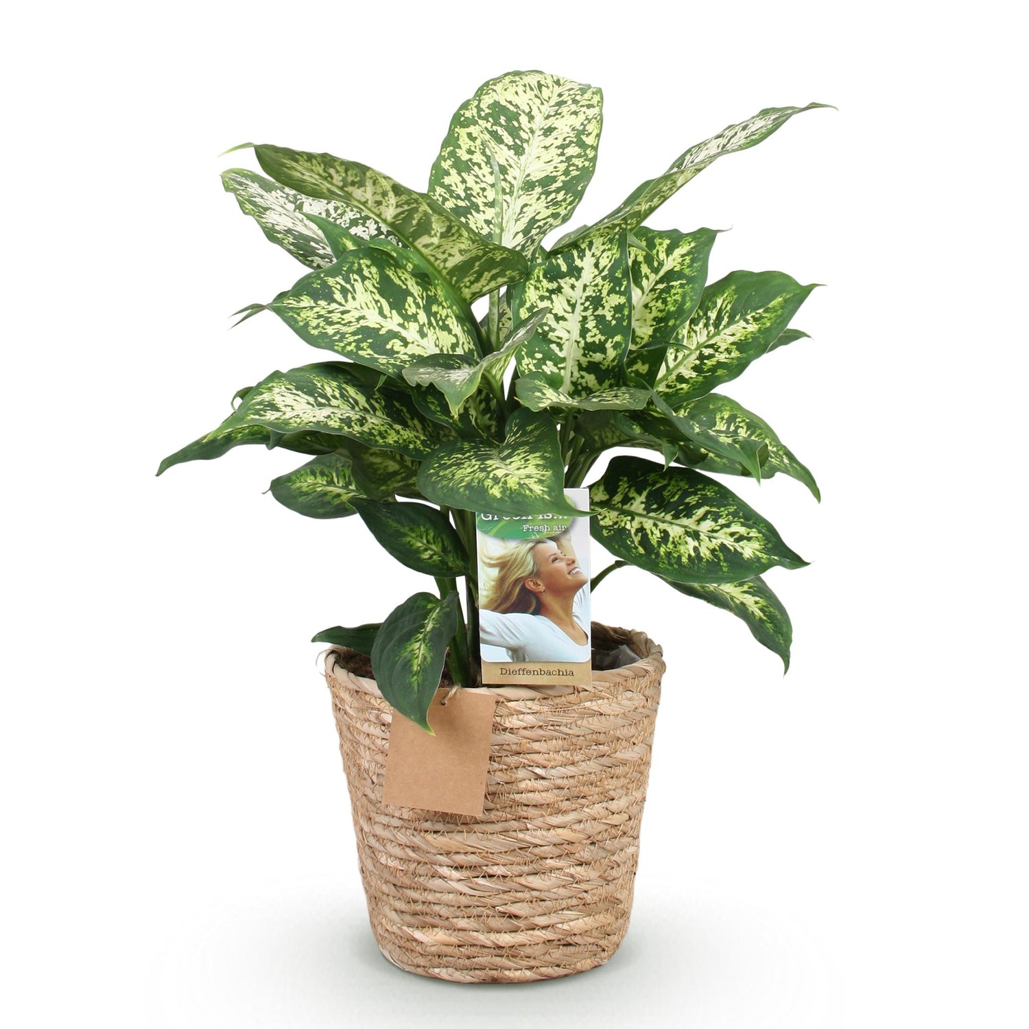Diefenbachia Compacta - Dieffenbachia mit Korb - Höhe 45-50cm