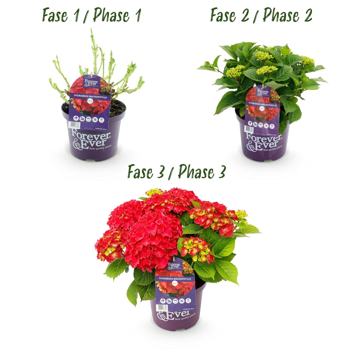 Balkon-Hortensie Forever &amp; Ever Rot – 2 Pflanzen – 7–12 Blüten – Ø23 cm Topf – Höhe ca. 55 cm