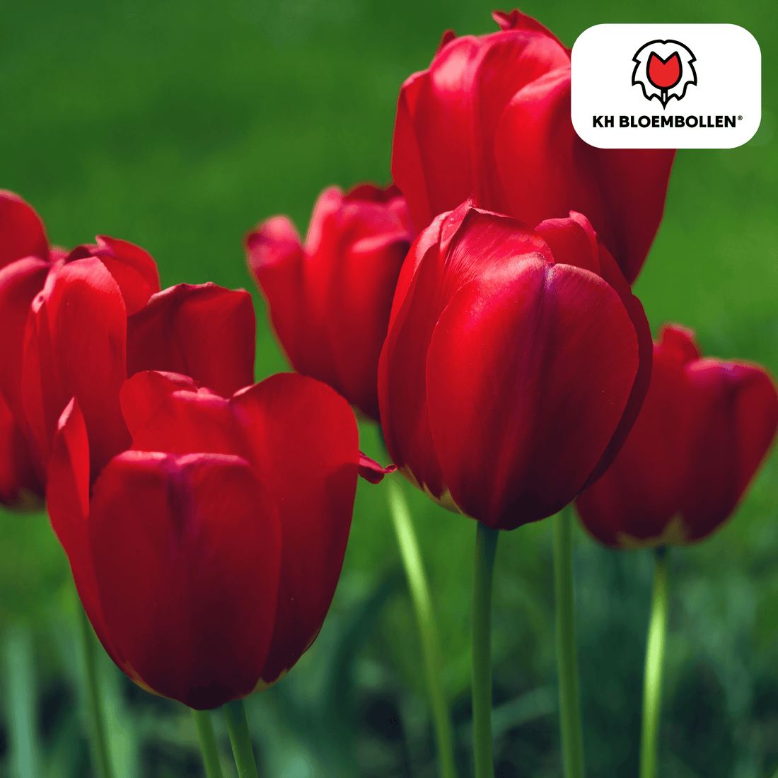 Tulpenzwiebeln Seadov – 20er-Pack | Klassisch Rot &amp; Frühblühend