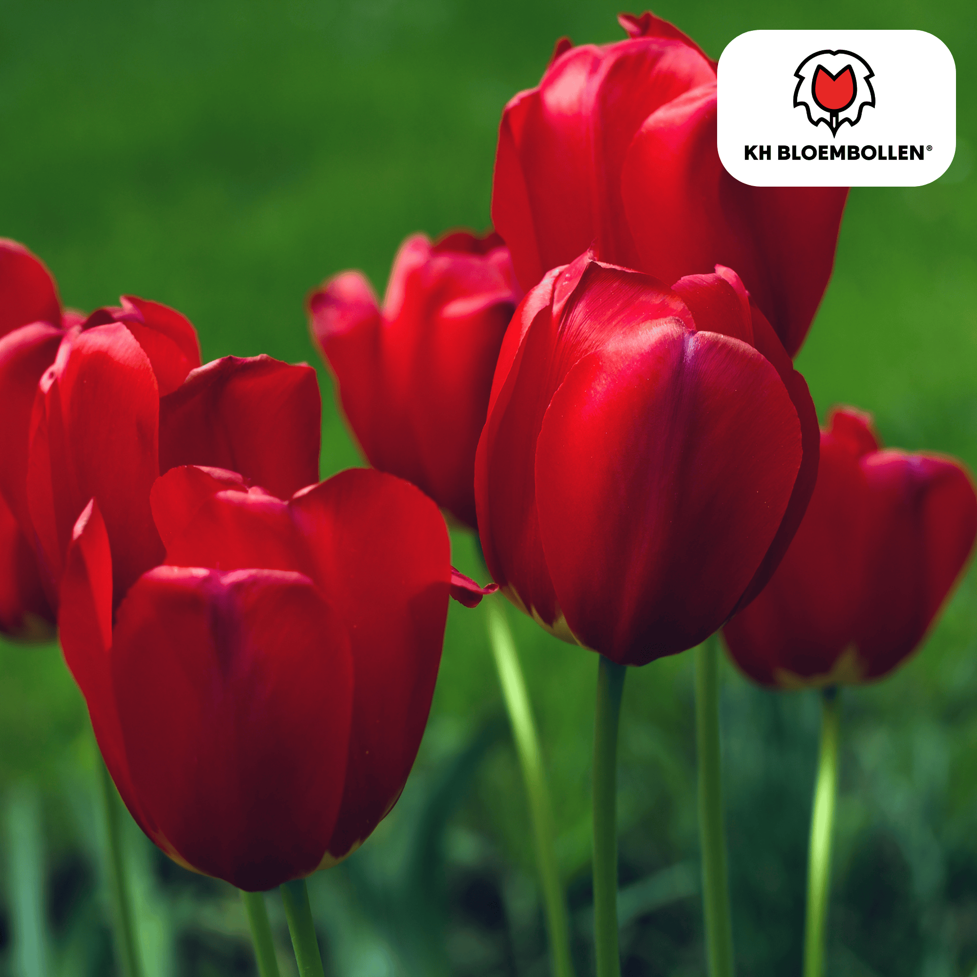 Tulpenzwiebeln Seadov – 20er-Pack | Klassisch Rot &amp; Frühblühend