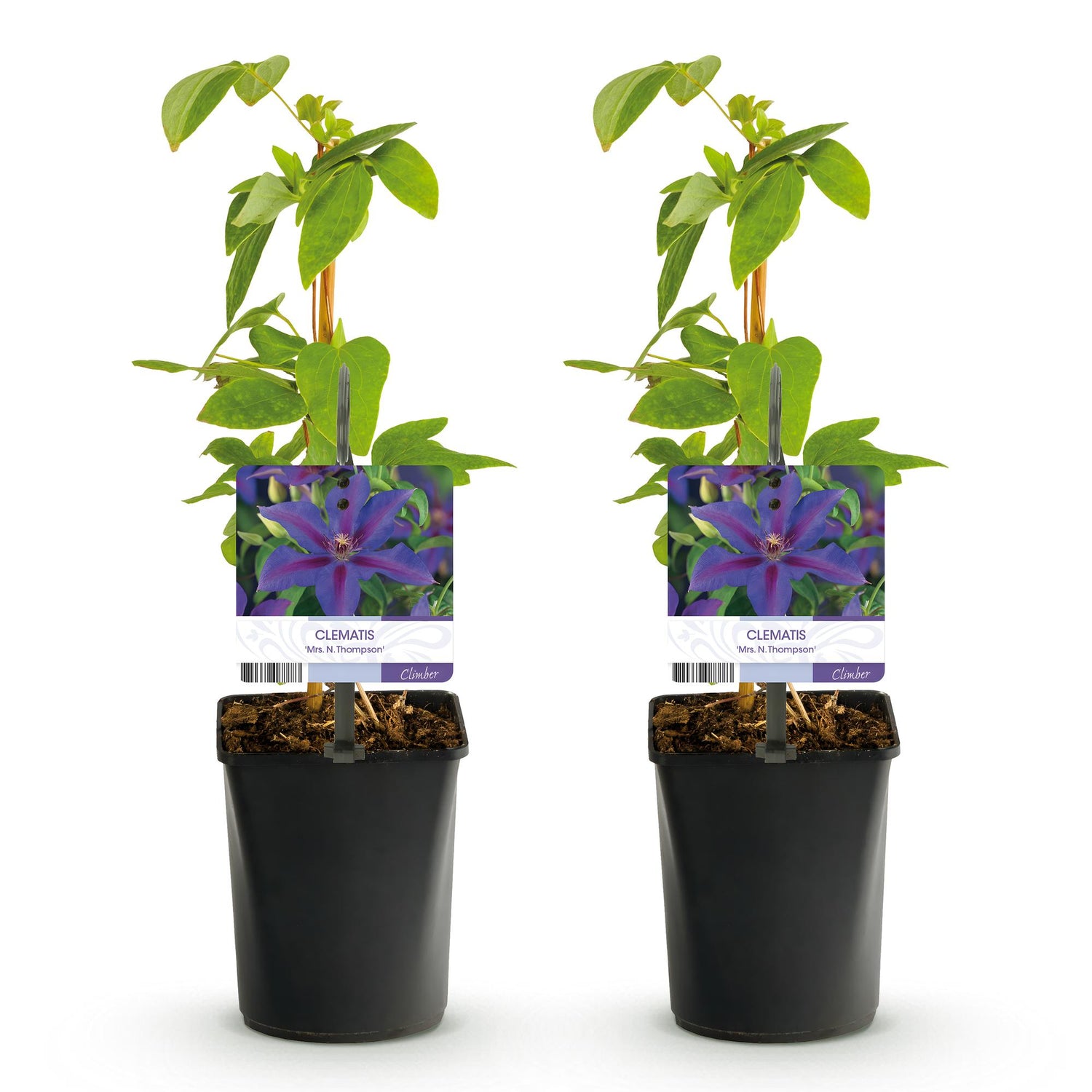 Kletterpflanze - Clematis Mrs. N. Thompson - Blüte Rosa - Wenig Pflege - 2 Pflanzen - Topf 11cm Höhe 40cm